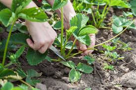 Most of us just waiting to wait for the beginning of summer to taste the delicious taste of we'll tell you if you can transplant strawberries in the spring and how to do it right. Pruning Strawberries Top Trimming Tips