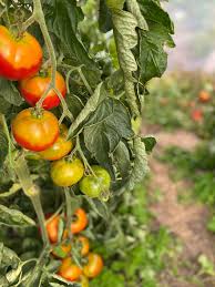 El tomate azul es un fruto de plantas de tomateras que desarollan frutos con su peculiar color azul índigo oscuro. Die Ultimative Geschmackstomate Ich Bin Dann Mal Im Garten