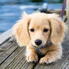 Some are in perfect health. Mini Dachshund Rescue Online Shopping Mall Find The Best Prices And Places To Buy