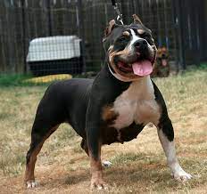 Maybe you would like to learn more about one of these? Pin On Pits