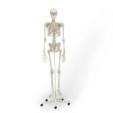 Skeletons spawn at a light level of 7 or less in groups of 4 or 5 in the overworld in java edition and 1 to 2 in bedrock edition. Skeleton Willi Standard