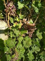 Concert vita de vie & alex and the fat penguins acustic. P Vita De Vie Mirceaspc Pagina 6