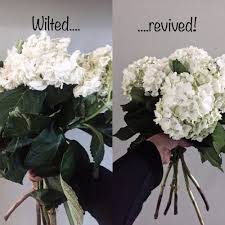 Cutting flowers for an arrangement download article. How To Revive Wilted Cut Hydrangeas O Y Studio