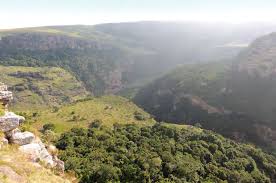 Image result for Dichilus reflexus