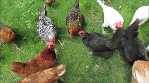 I'll go there tomrrow and pick out some little bugs for them. Do Chickens Eat Palmetto Bugs Thank Chickens