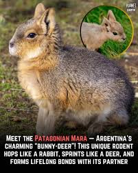 Image result for Dolichos junodii