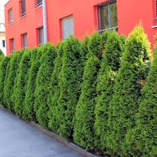 Lebensbaum Smaragd Lebensbaum Smaragd Hecke Pflanzen Und Thuja Hecke
