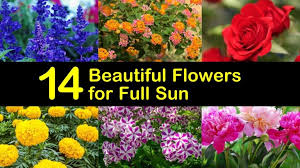 What flowers are good for sun. 14 Beautiful Flowers For Full Sun