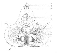 Image result for Gastrodia rwandensis