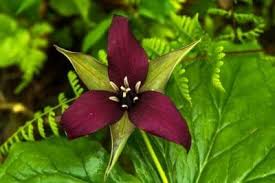 Growing Woodland Wildflowers Popular Plants For Woodland Gardens Woodland Plants Woodland Garden Woodland Flowers