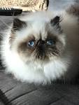 Himalayans for Sale | Cats on Oodle Classifieds