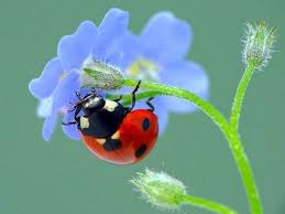 Coccinelle Jolie Blue Flower Wallpaper Ladybug Nature Pictures