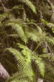 Image result for Blechnum punctulatum