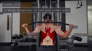 Learn about these muscles, their locations there are several individual muscles within the back anatomy, and it's important to take a quick look at all of them to see how you can target them. Exercise Anatomy Back Workout