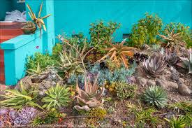 Image result for Aloe bukobana