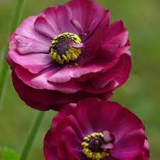 Image result for Ranunculus  cooleyae