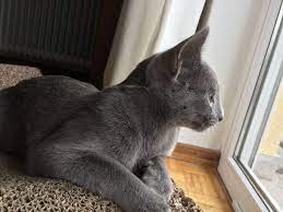 My 6 Month Old Russian Blue Cat Ivy Cat Adoption Russian Blue Russian Blue Cat
