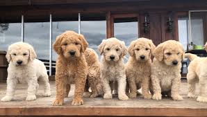 The website doesn't say how long they have been breeding goldendoodles but they do have a range of males and females in their program. Goldendoodle Puppies To Love From The Pacific Northwest Perfectly Cared For From Day One