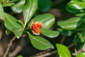 Image result for Dolichos angustifolius