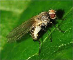 Image result for phytomyza gymnostoma