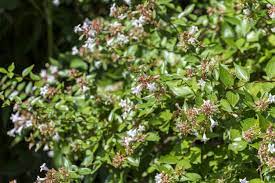 Shade tolerant ferns offer a very fine texture to balance with the coarse texture of other shade tolerant perennials. Zone 8 Evergreen Shade Plants Learn About Evergreens For Zone 8 Shade Gardens