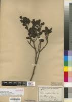 Image result for Viscum tuberculatum