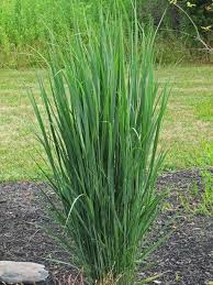 Check spelling or type a new query. Panicum Virgatum Switch Grass Northwind Paperblog