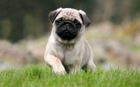 Is this an early px 10? Pug Dog Hd Wallpapers For Laptop Wallpaper Cave