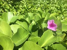 Image result for Ipomoea marginata