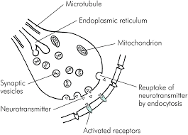 A synapse, or synaptic cleft, is the gap that separates adjacent neurons or a neuron and a muscle. Physiology Of The Nervous System Chapter 18 Fundamentals Of Anaesthesia