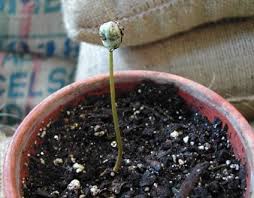 Can you grow your own coffee beans? Growing Coffea Arabica At Home From Seed Growing Coffee Coffee Plant Coffee Beans