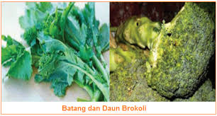 Check spelling or type a new query. Kandungan Dan Manfaat Kulit Kentang Daun Wortel Kulit Bawang Melinjo Batang Daun Brokoli Talas Kandungan Manfaat Bagian Hasil Samping Sayuran