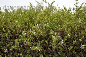 Image result for Volkameria