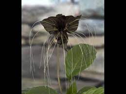 Growing The Black Bat Flower Tacca Chantrieri Youtube Bat Flower Understory Plants Unusual Plants