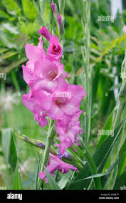 Image result for Gladiolus melleri
