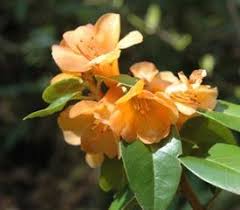 Rhododendron Trewithan Orange Rhododendron Plant Rhododendron Blush Roses
