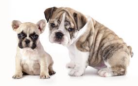 Both the pug and the french bulldog are intelligent breeds and will make great pets. French Bulldog Vs English Bulldog What S The Difference All French Bulldog