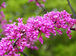 Western Redbud Tree Cercis Occidentalis 10 Seeds Showy Bloomer Drought Tolerant Zone 7 To 10 Low Maintenance Deer Proof Sun Or Shade