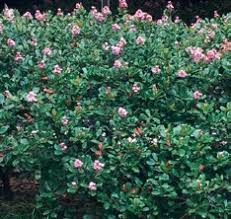 Image result for Dyschoriste transvaalensis