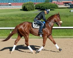Kentucky derby, preakness and belmont: Kentucky Derby Horses Finnick The Fierce Horse Racing News