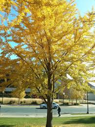 Image result for Ginkgoaceae