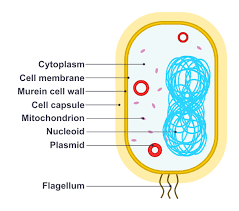 Morphology Different Shapes Of Bacterial Cell