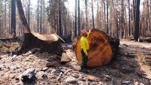 There are a number of sources for finding federal grants. Despite What The Logging Industry Says Cutting Down Trees Isn T Stopping Catastrophic Wildfires Opb
