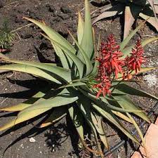 Image result for Aloe pienaarii