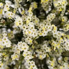 Image result for Limonium