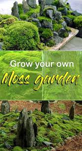 Grow Your Own Moss Garden How To Get Mosses In The Garden Naturebring Grow Your Own Moss Garden How To In 2020 Moss Garden Growing Moss Home Vegetable Garden