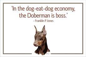 In A Dog Eat Dog Economy The Doberman Is Boss Quotes Dogquotes Doglover Dog Quotes Pet Quotes Dog Doberman