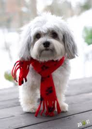 Everything About The Cheerful Havanese Puppies Grooming Havaneserliebe Havanese Of Instagram Havanesepuppy Havanese Puppies Havanese Havanese Dogs