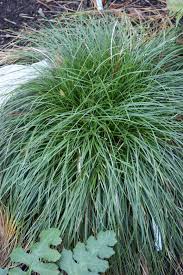 Image result for Carex leptosaccus