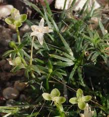 Image result for Sagina abyssinica